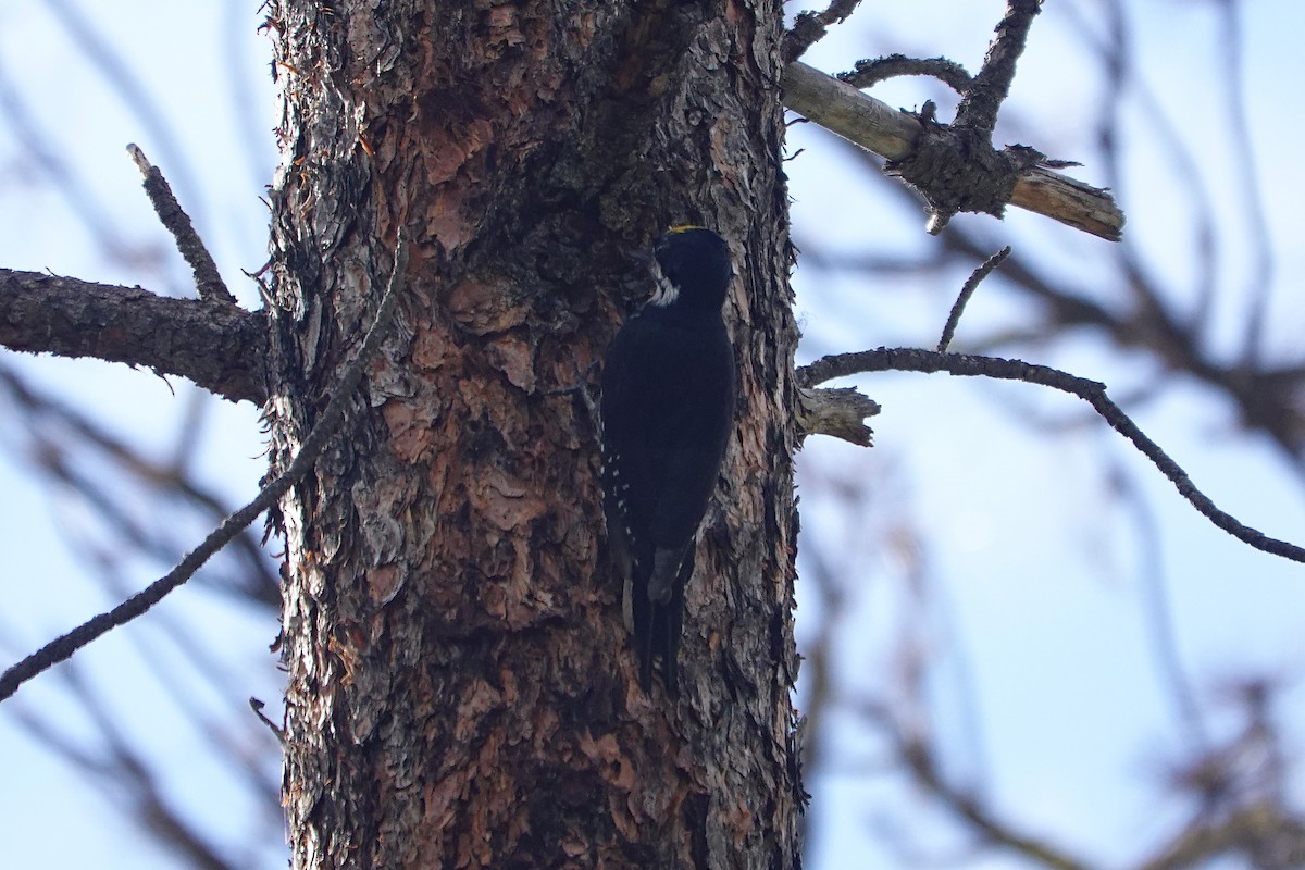 Black-backed Woodpecker - John F. Peetsma