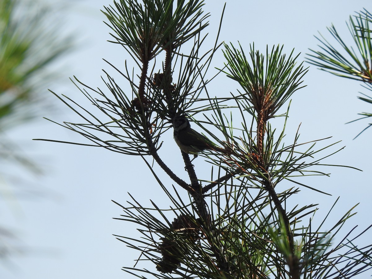 Crested Tit - ML619585145