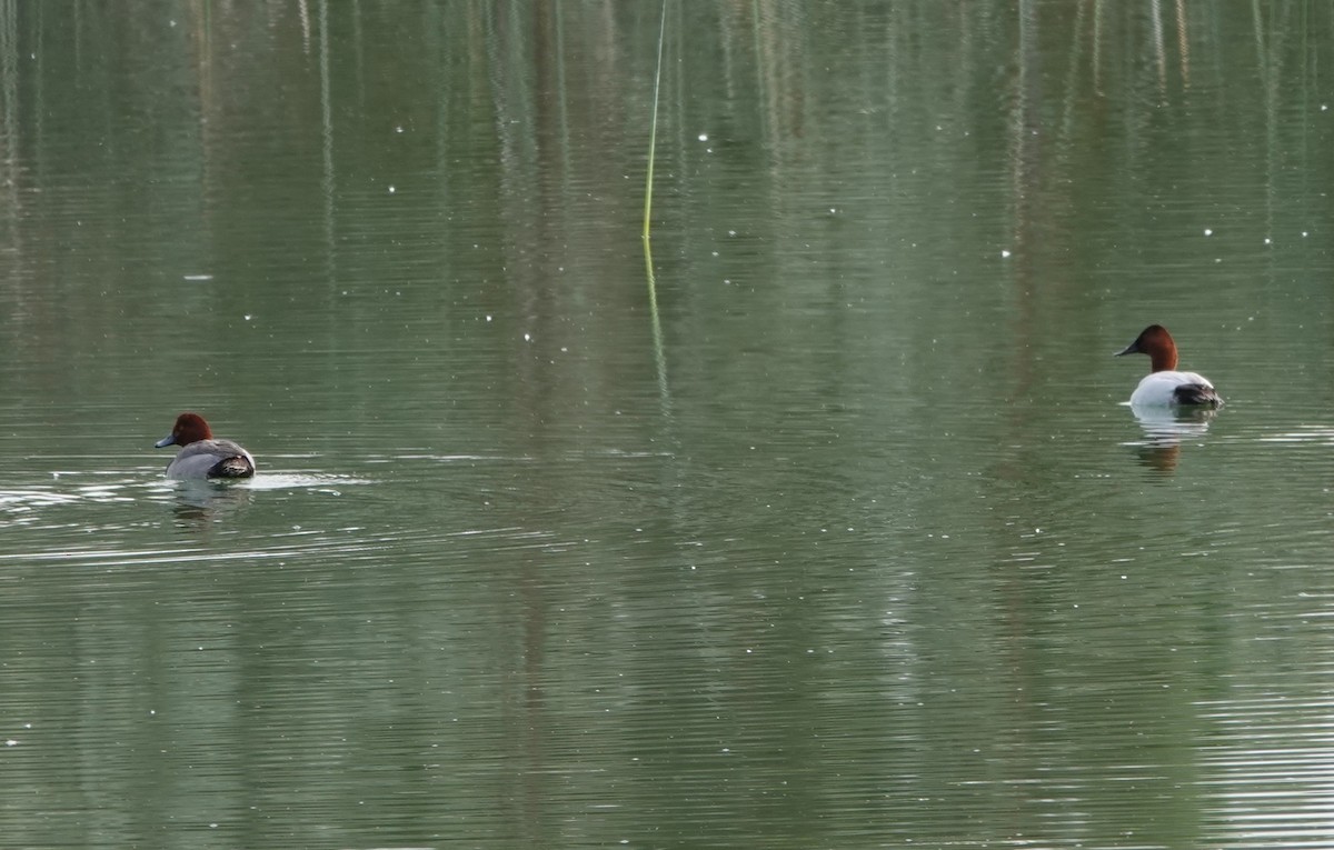 Canvasback - Rene Laubach