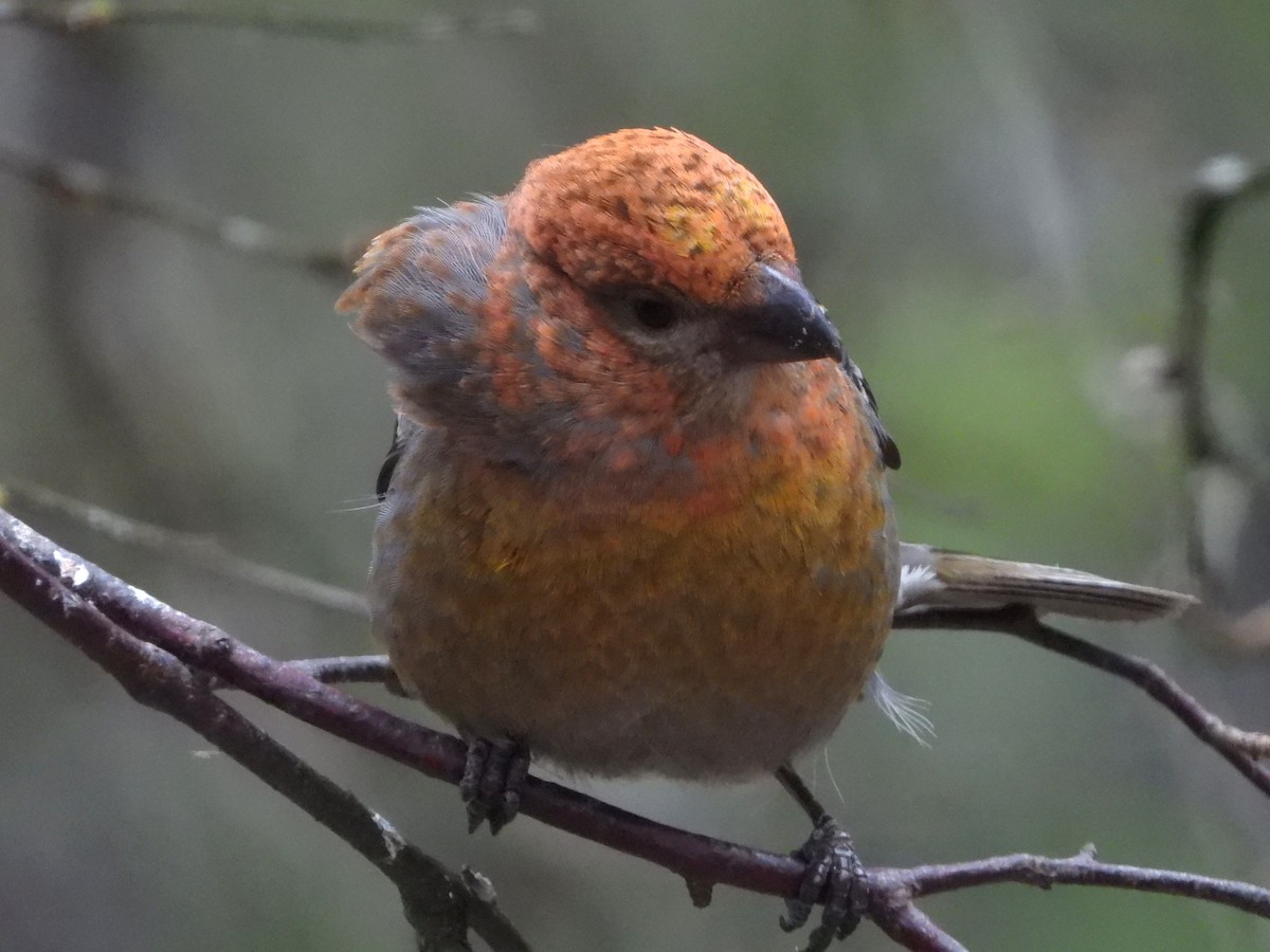 Pine Grosbeak - Jon Iratzagorria Garay