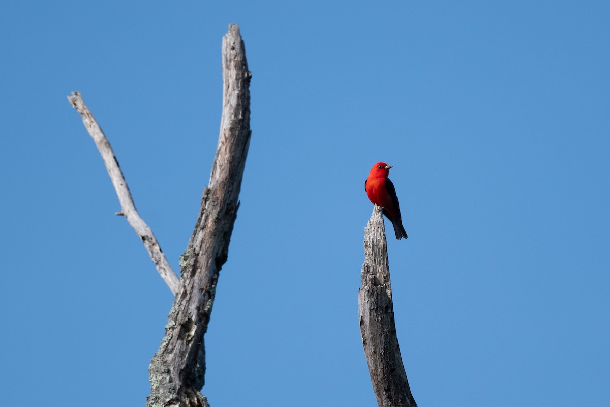 Scarlet Tanager - Court Harding