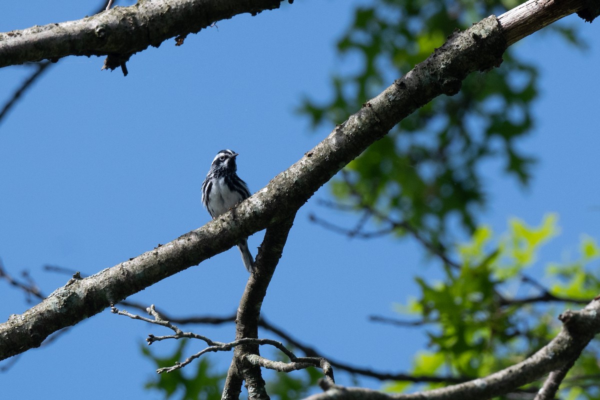 Black-and-white Warbler - Court Harding