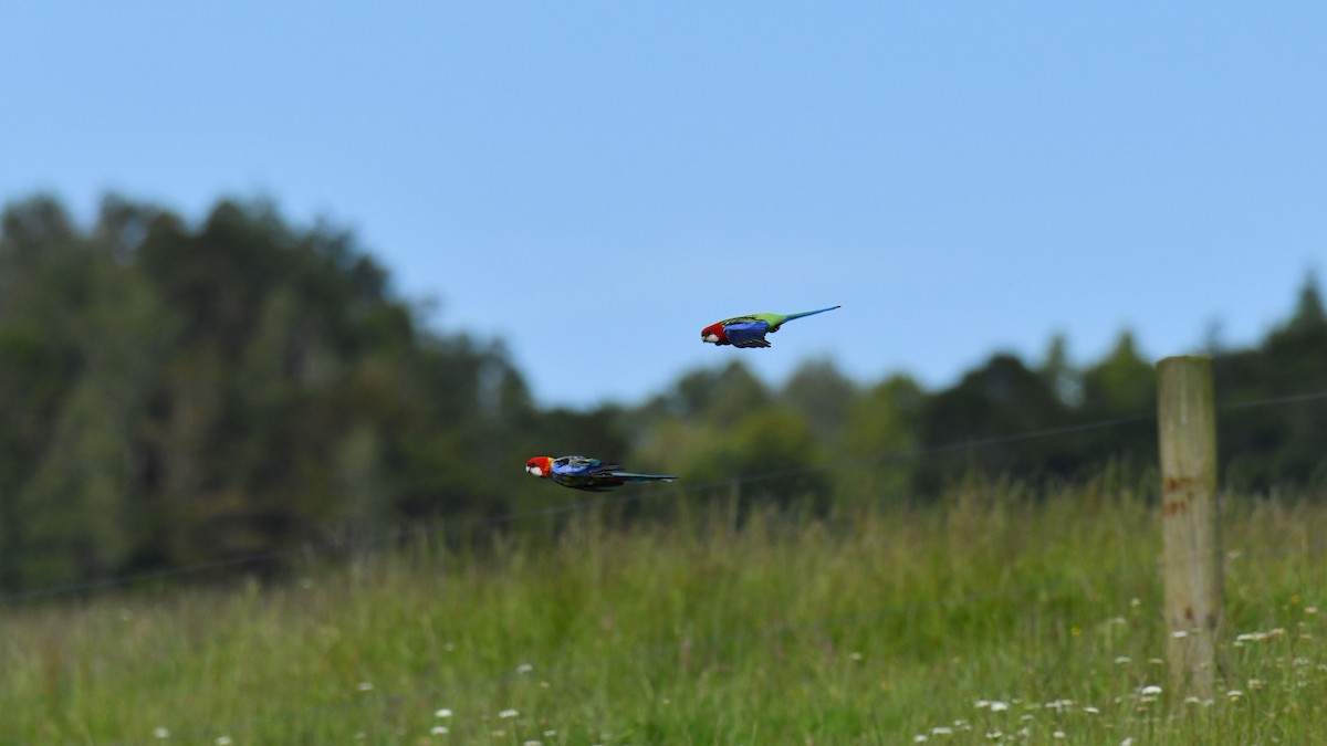 Eastern Rosella - Adam Janczyszyn