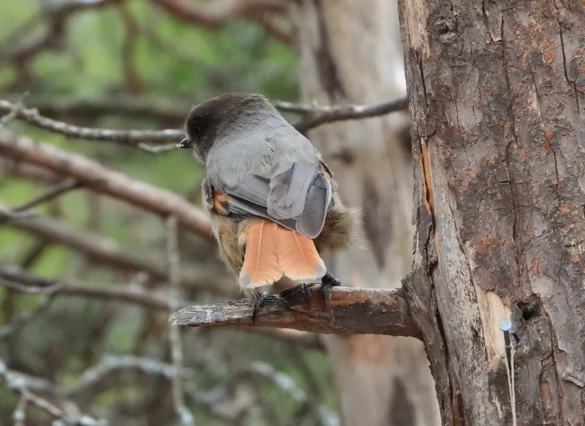 Siberian Jay - Jon Iratzagorria Garay