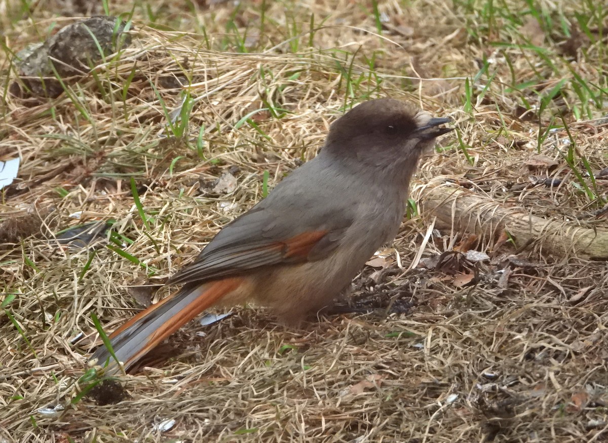 Siberian Jay - ML619585183