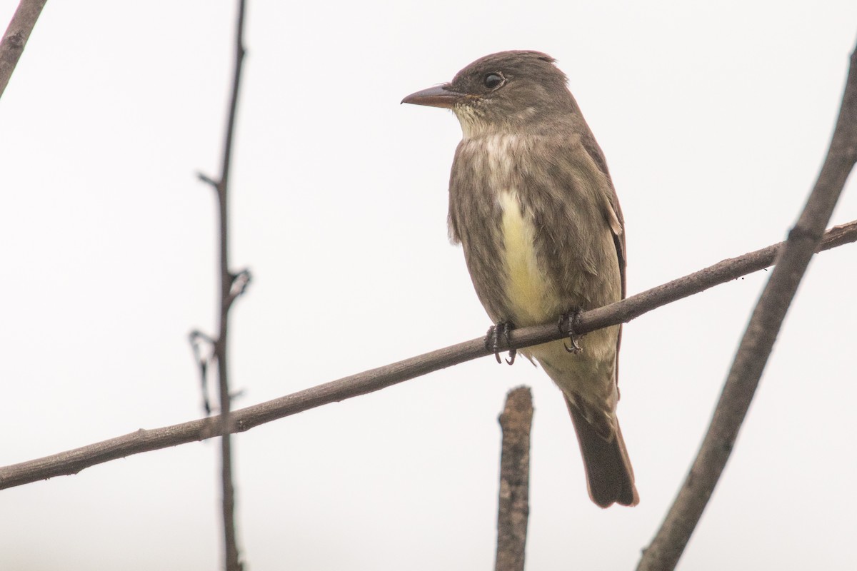 Olive-sided Flycatcher - Barry Porter