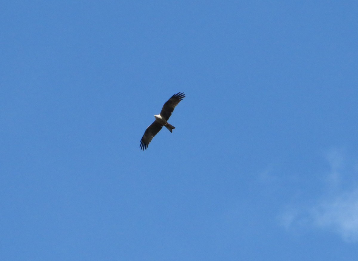 Black Kite - Margarida Azeredo