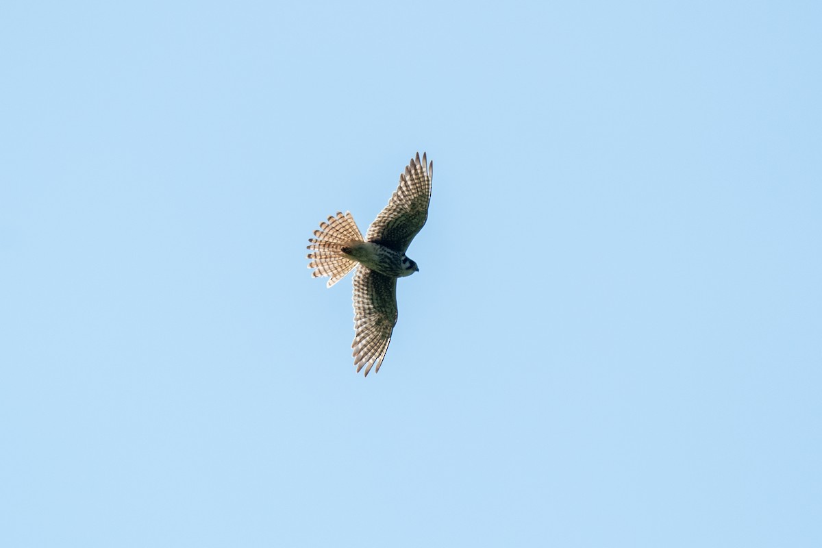 American Kestrel - Court Harding