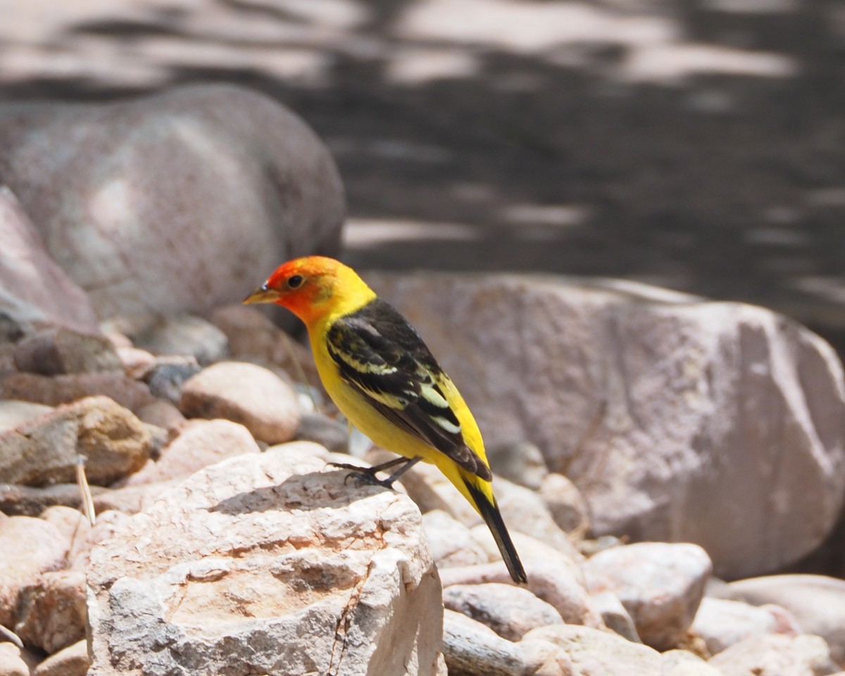 Western Tanager - Gloria Nikolai