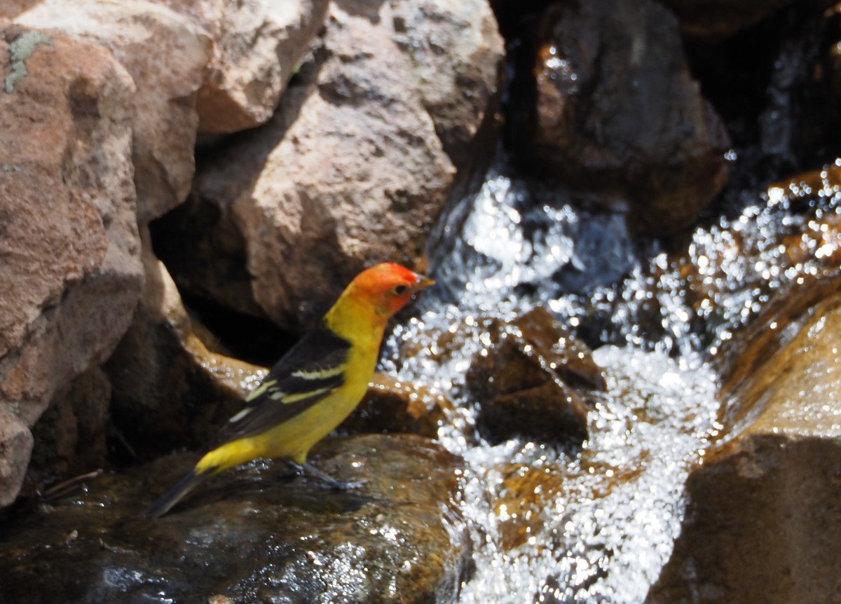 Western Tanager - Gloria Nikolai