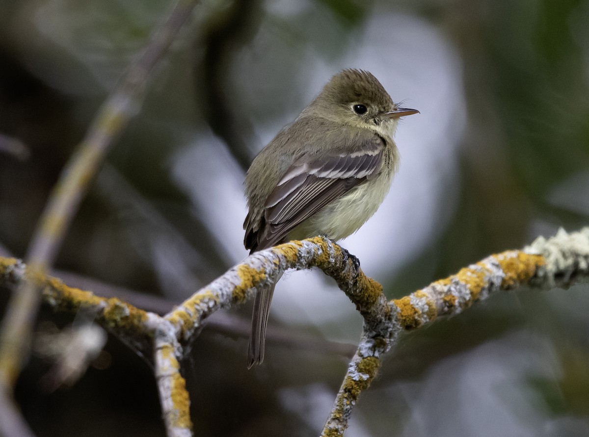 Western Flycatcher (Pacific-slope) - ML619585192