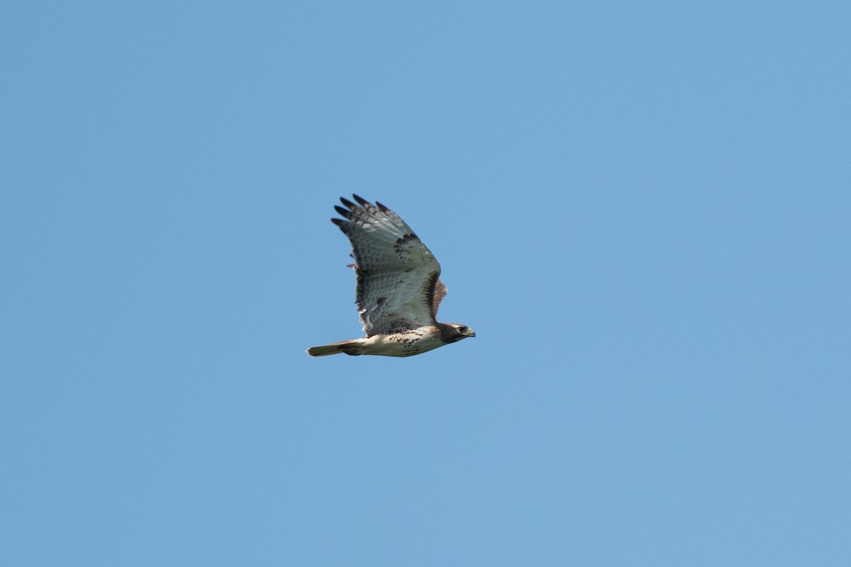 Red-tailed Hawk - Court Harding