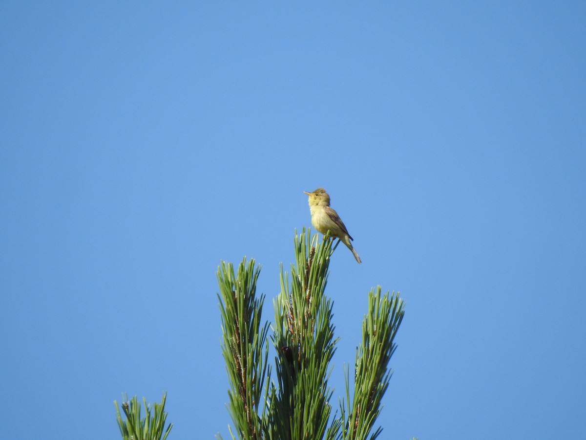 Melodious Warbler - João Tiago Ribeiro