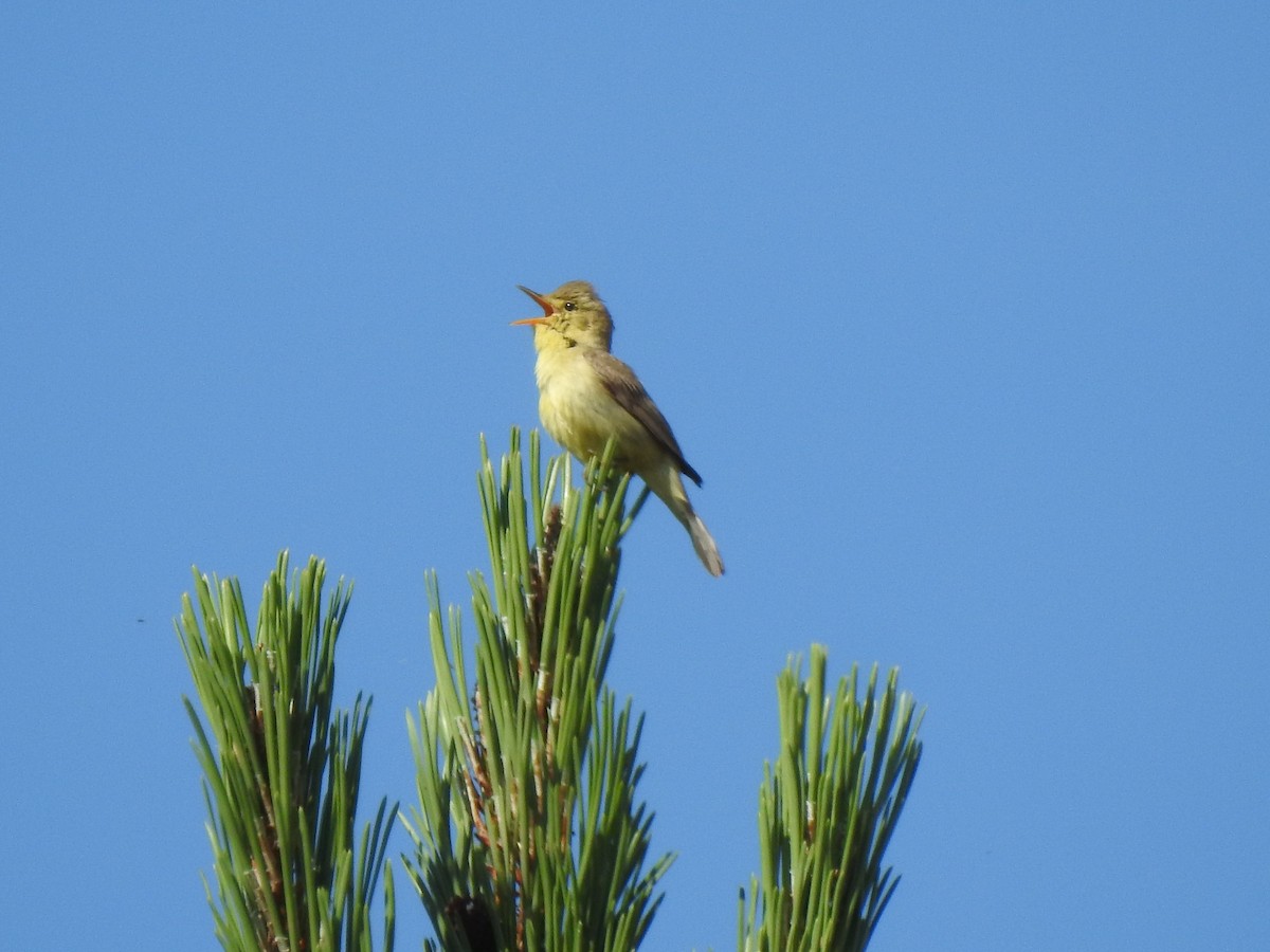 Melodious Warbler - João Tiago Ribeiro