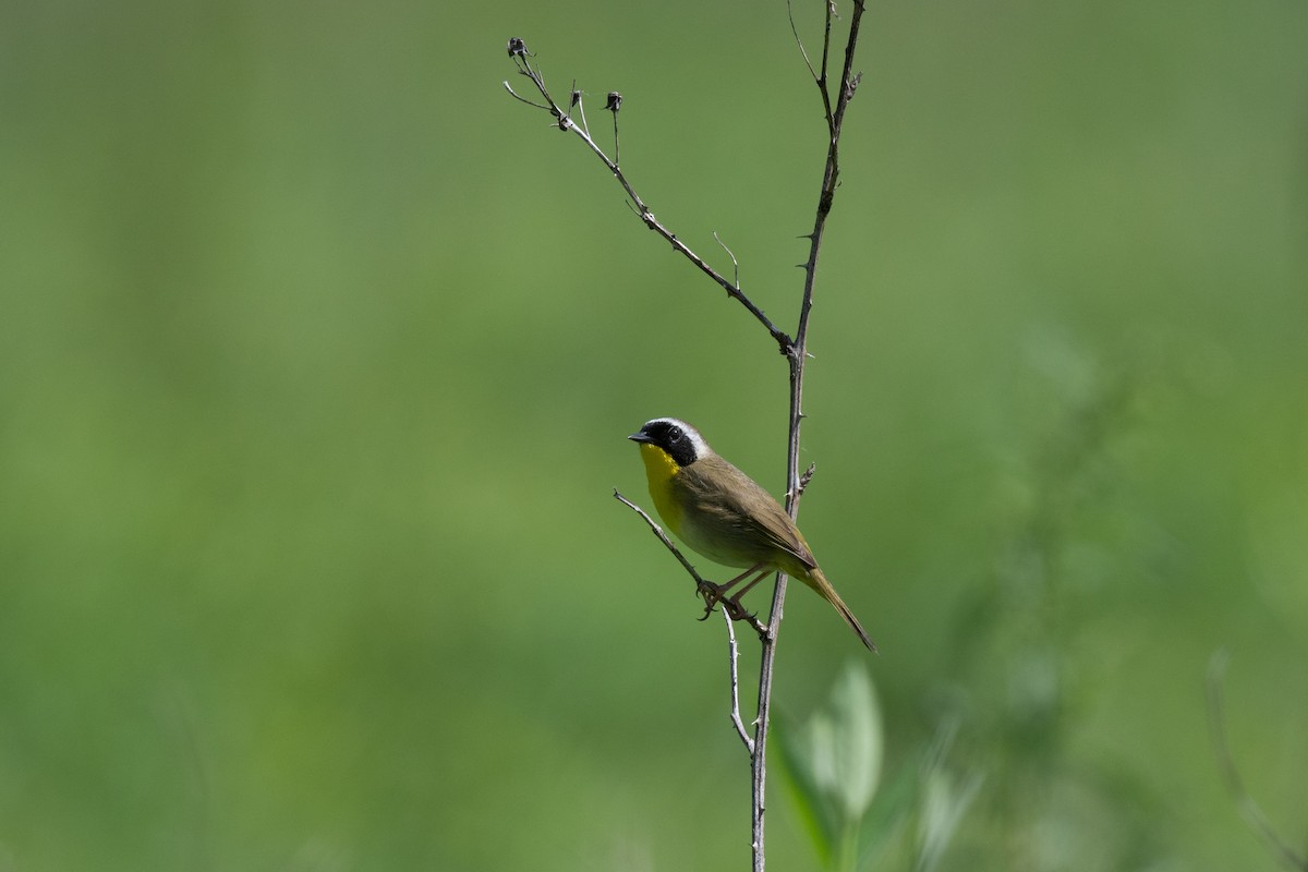 Common Yellowthroat - Court Harding