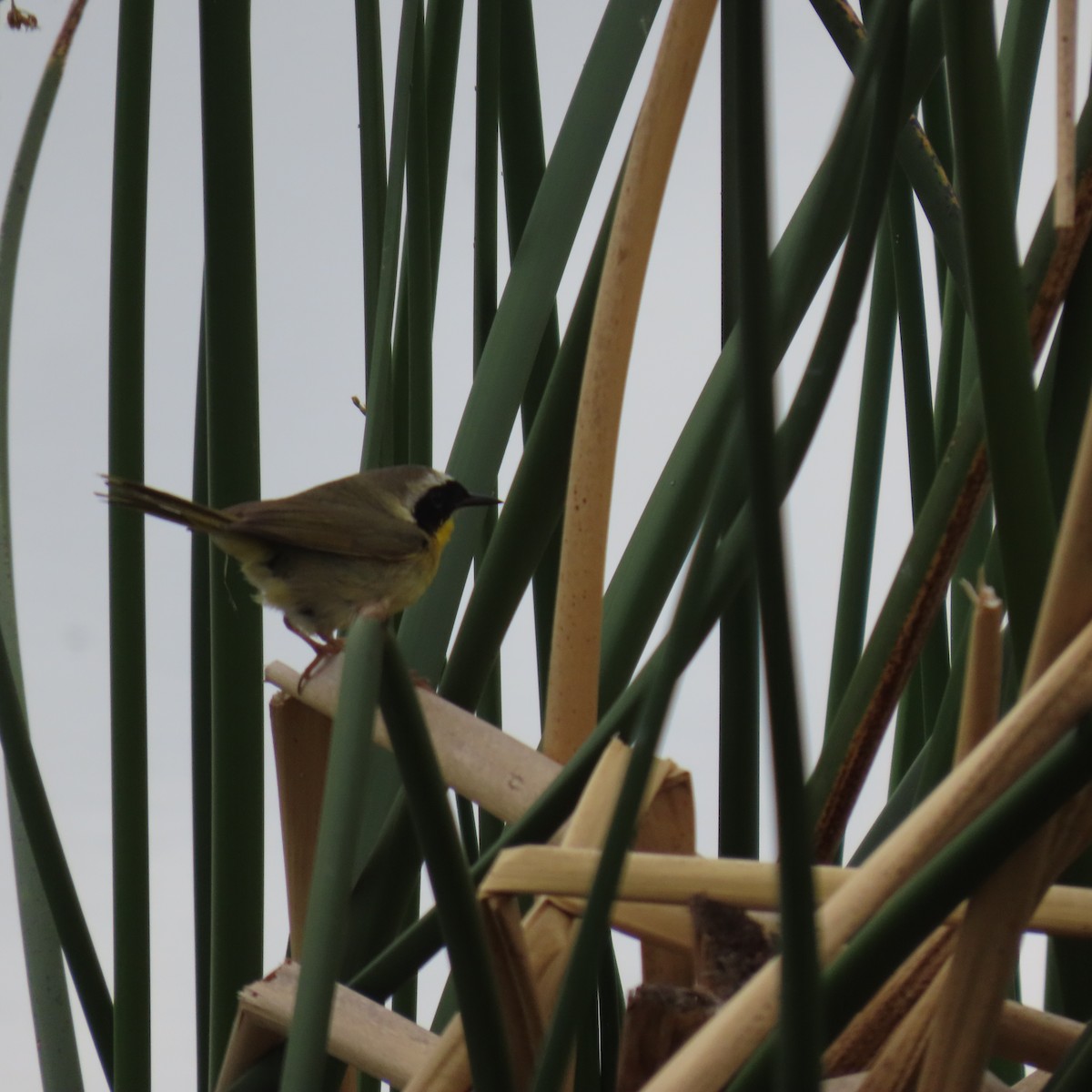 Common Yellowthroat - Brian Nothhelfer