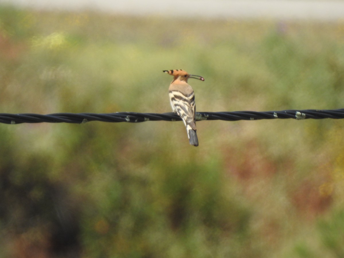 Eurasian Hoopoe - ML619585207