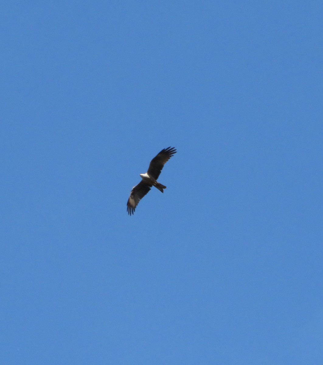 Black Kite - Margarida Azeredo