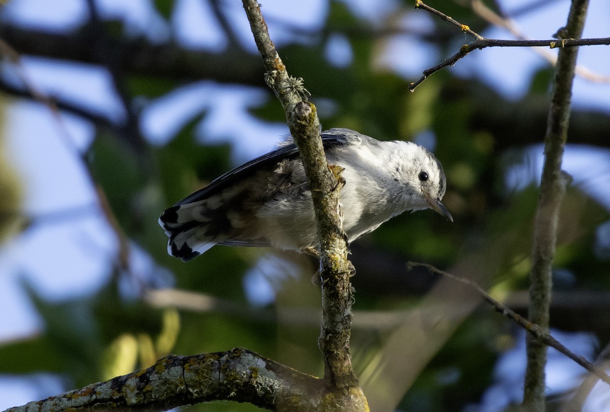 White-breasted Nuthatch - ML619585210