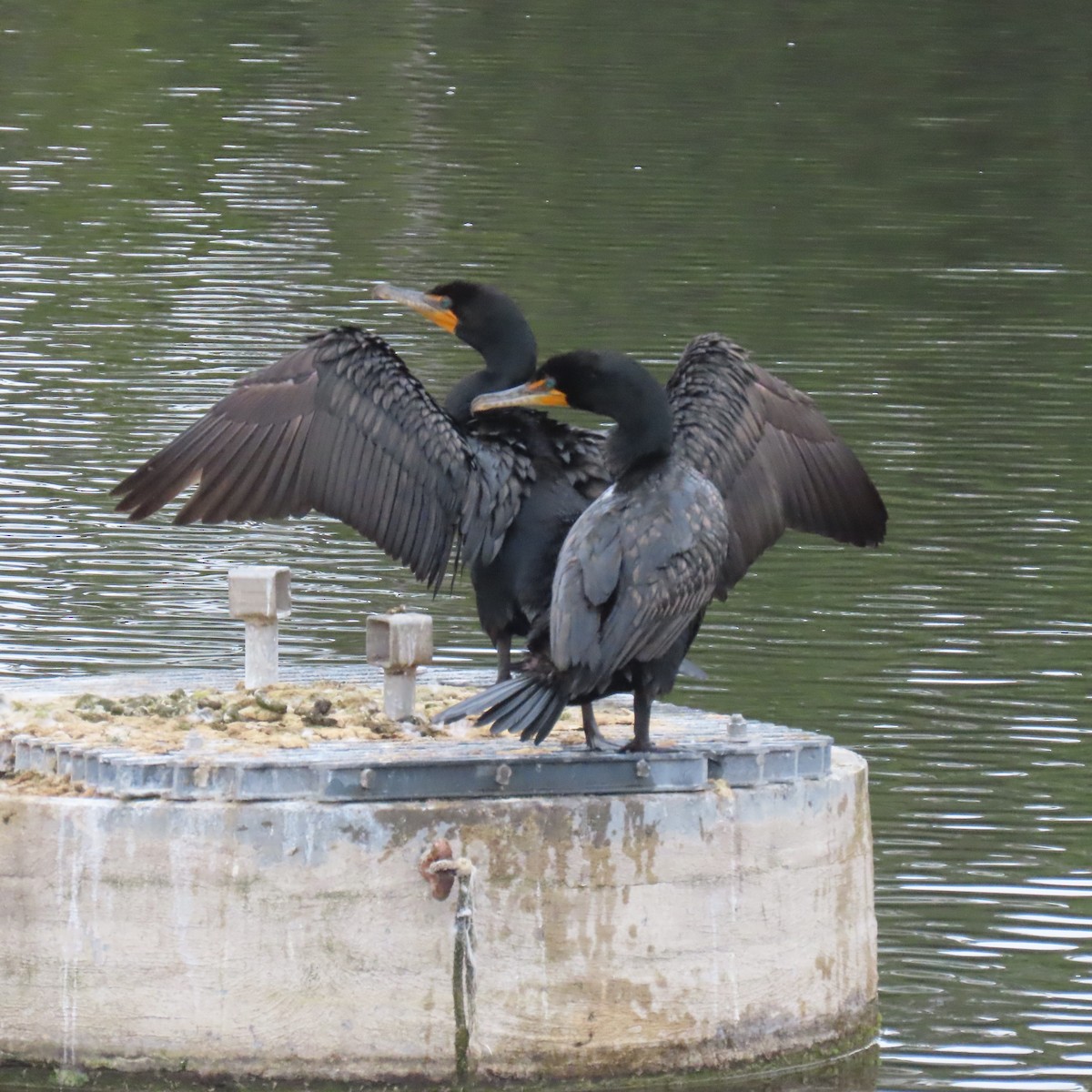 Double-crested Cormorant - Brian Nothhelfer