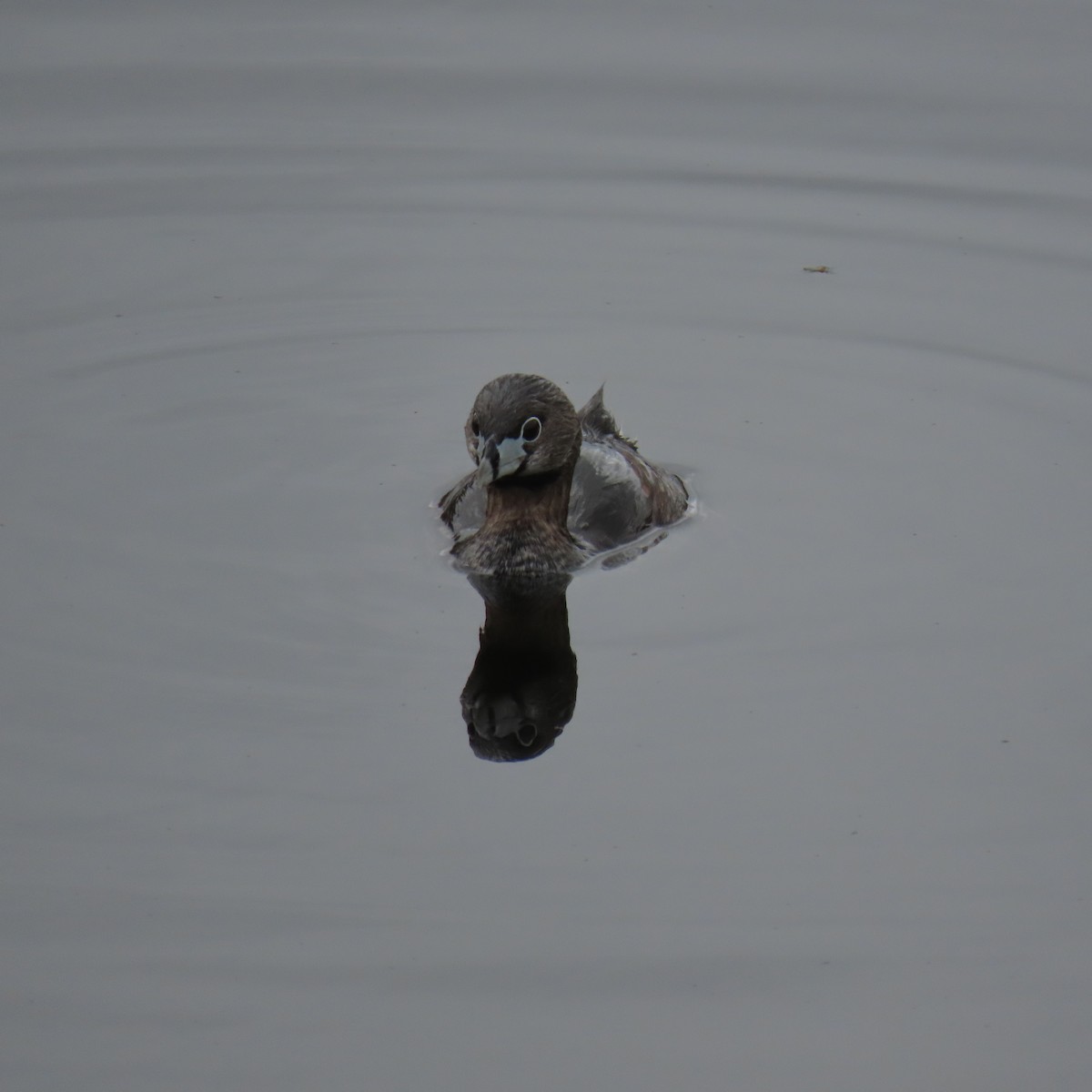 Pied-billed Grebe - Brian Nothhelfer