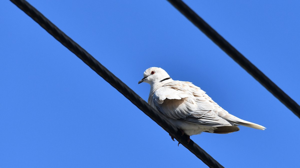 African Collared-Dove - Adam Janczyszyn