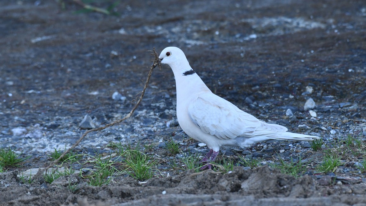 African Collared-Dove - Adam Janczyszyn