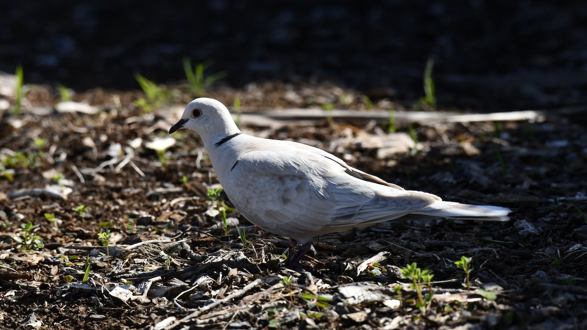 African Collared-Dove - Adam Janczyszyn