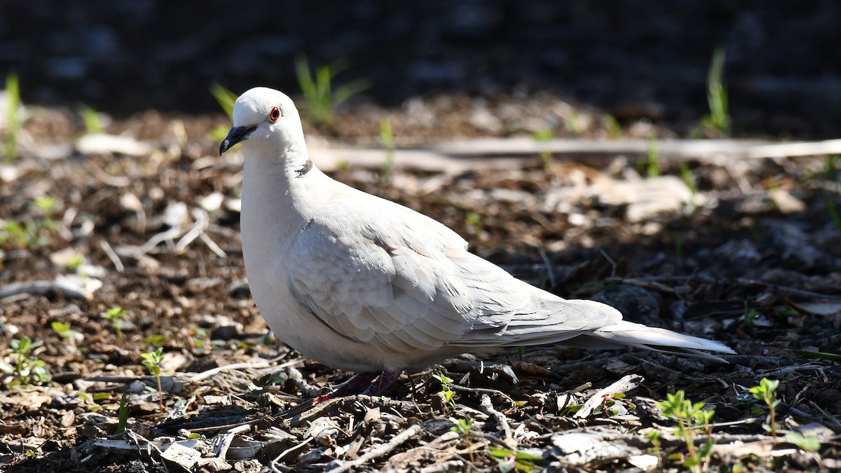 African Collared-Dove - Adam Janczyszyn