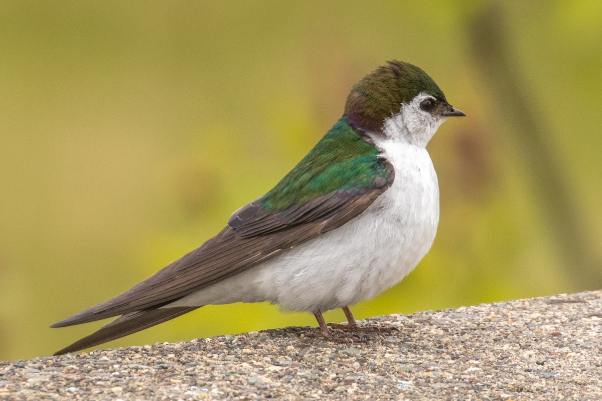 Violet-green Swallow - Barry Porter