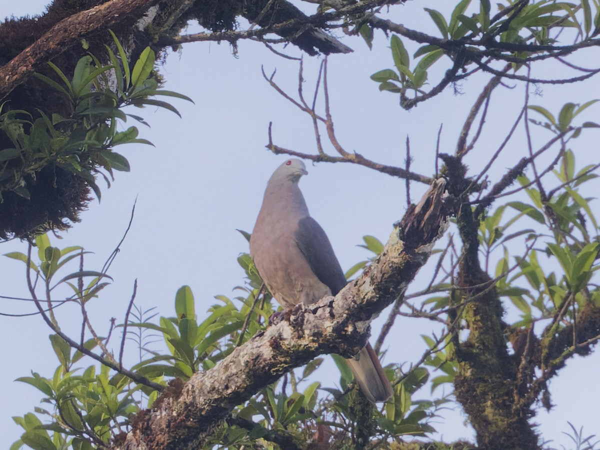 Фиджийский плодовый голубь - ML619585233