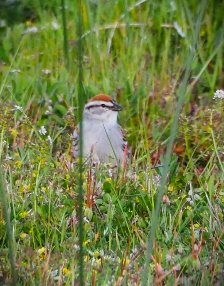 Chipping Sparrow - Dick Cartwright