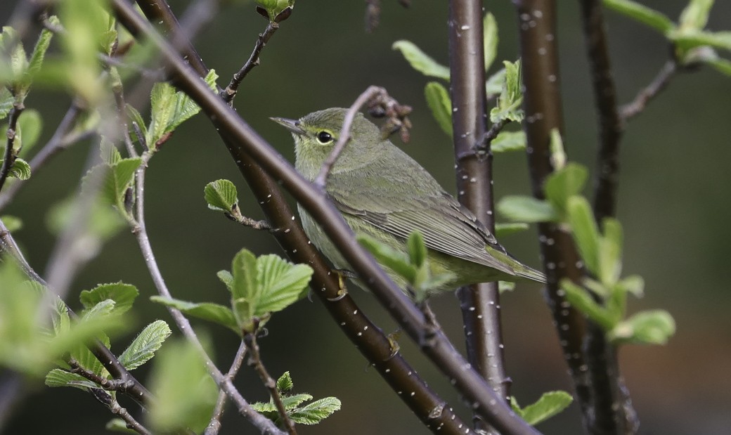 Orange-crowned Warbler - Bruce Mactavish