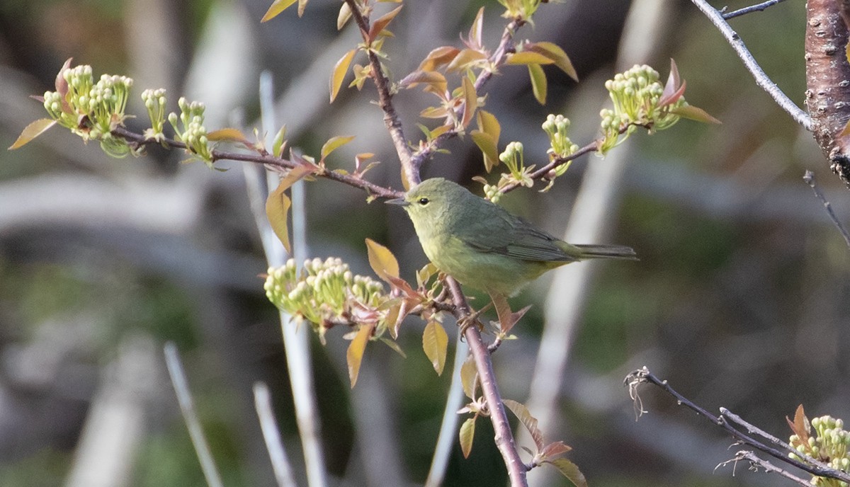 Orange-crowned Warbler - Bruce Mactavish