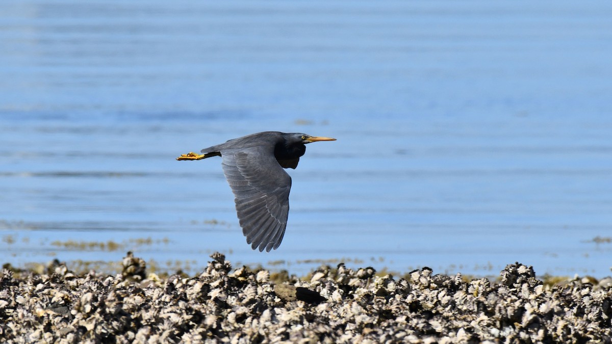 Pacific Reef-Heron - Adam Janczyszyn