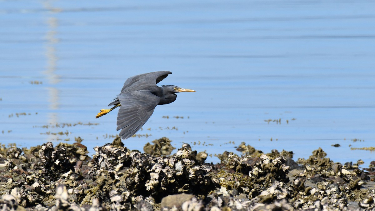 Pacific Reef-Heron - Adam Janczyszyn