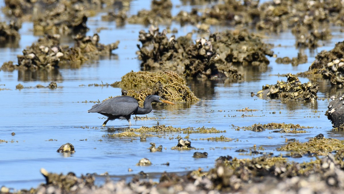 Pacific Reef-Heron - Adam Janczyszyn