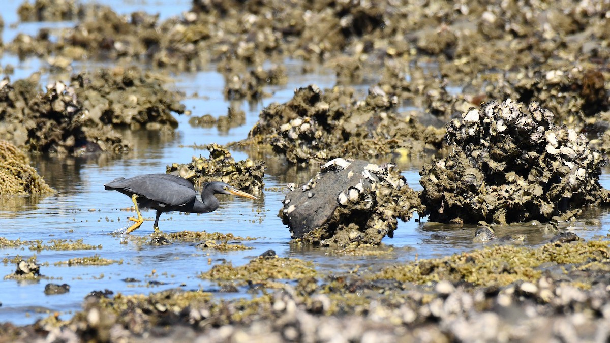 Pacific Reef-Heron - Adam Janczyszyn