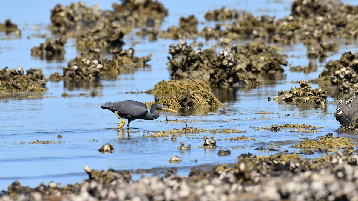 Pacific Reef-Heron - Adam Janczyszyn