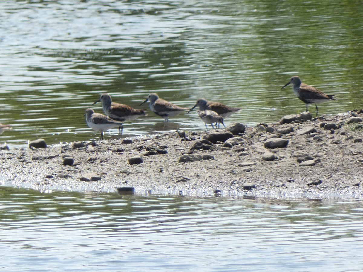 Sanderling - troy Johnson