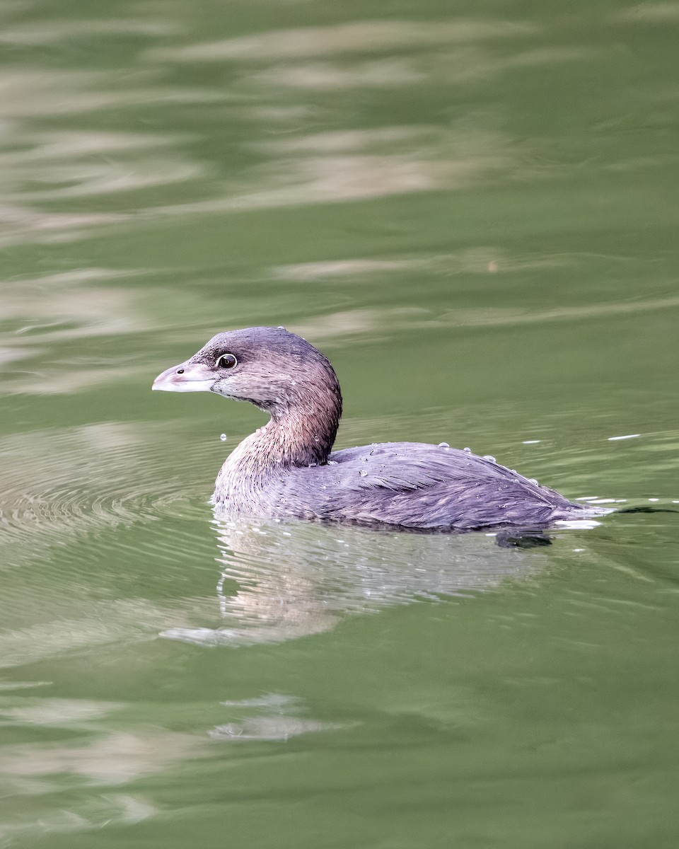 Pied-billed Grebe - Lupa Foto