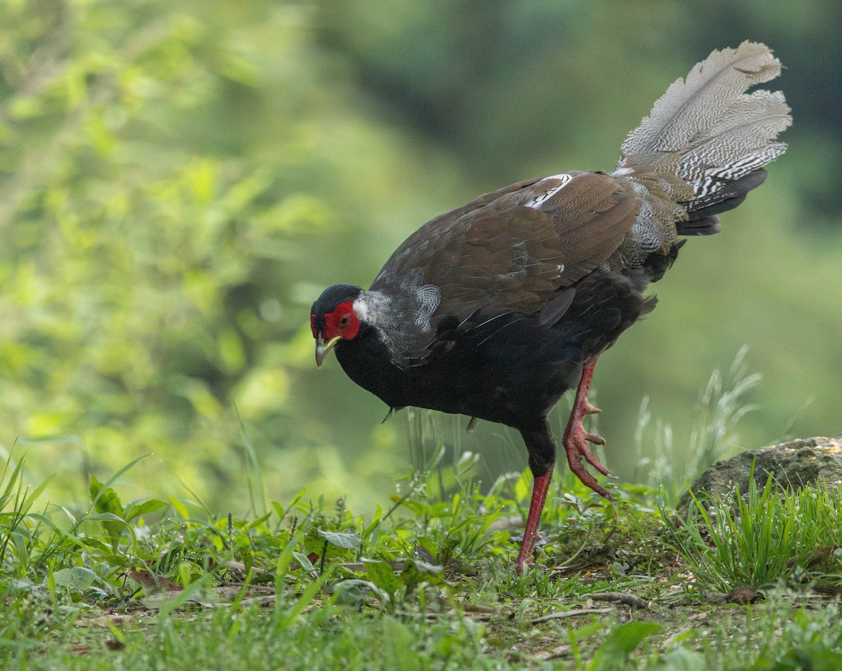 Silver Pheasant - ML619585279