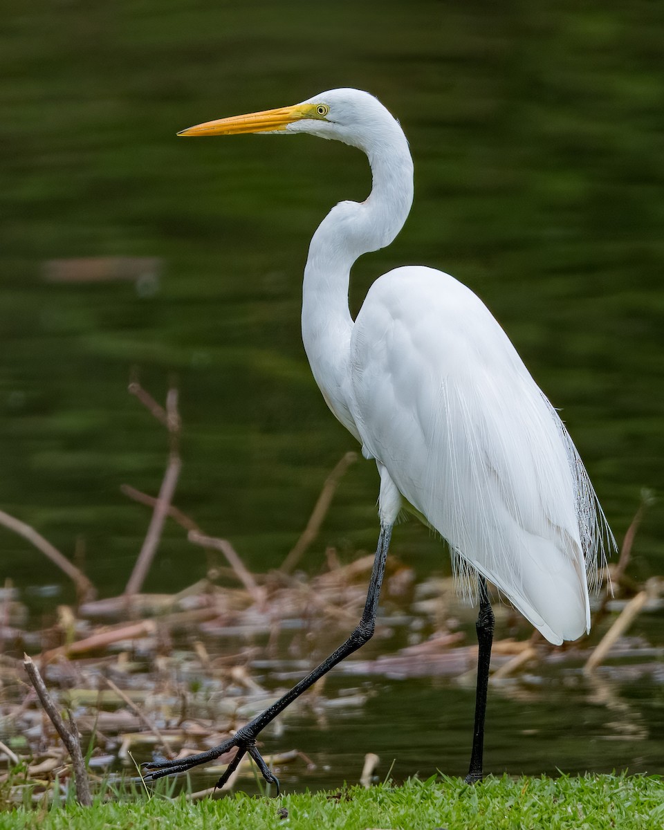 Great Egret - Lupa Foto