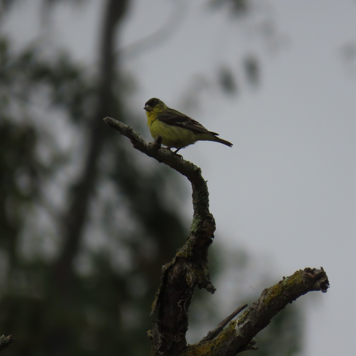 Lesser Goldfinch - Brian Nothhelfer