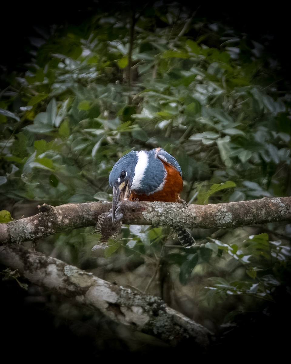 Ringed Kingfisher - Lupa Foto