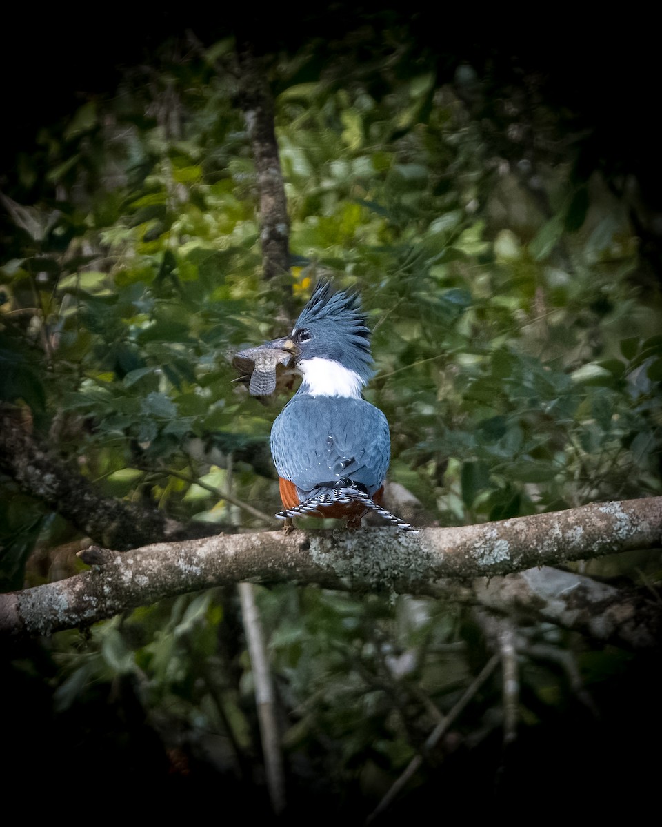 Ringed Kingfisher - Lupa Foto