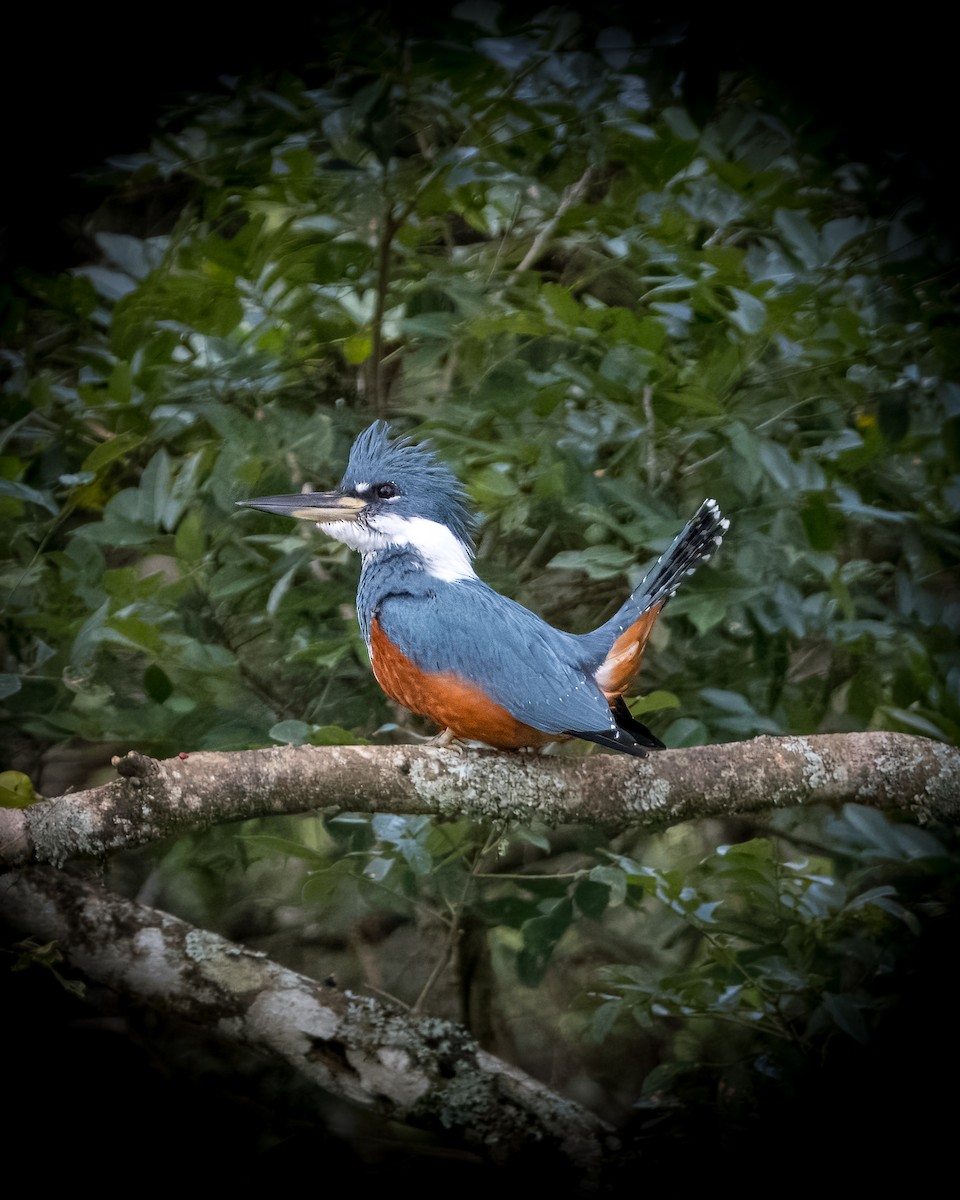 Ringed Kingfisher - Lupa Foto