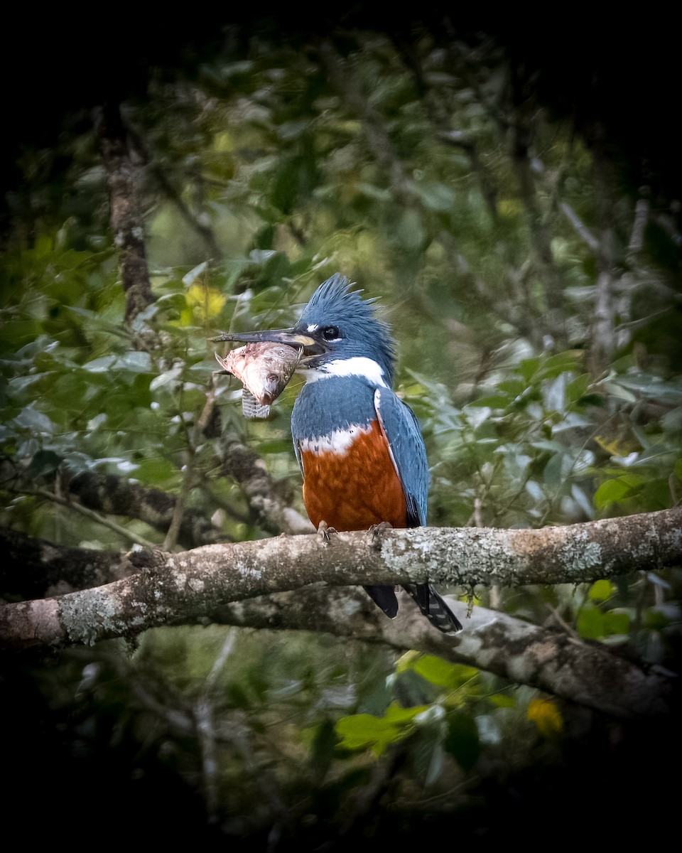 Ringed Kingfisher - Lupa Foto