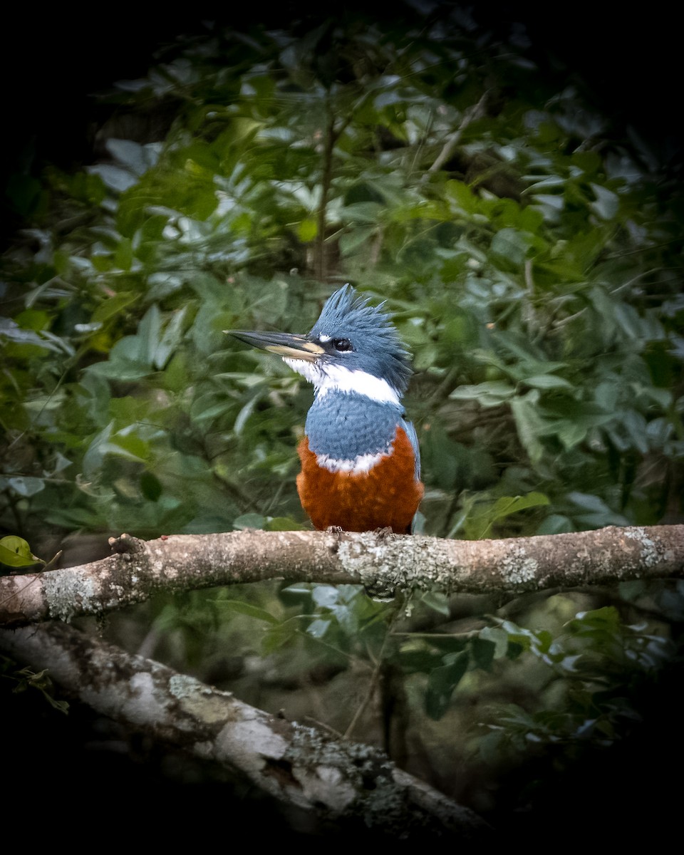 Ringed Kingfisher - Lupa Foto