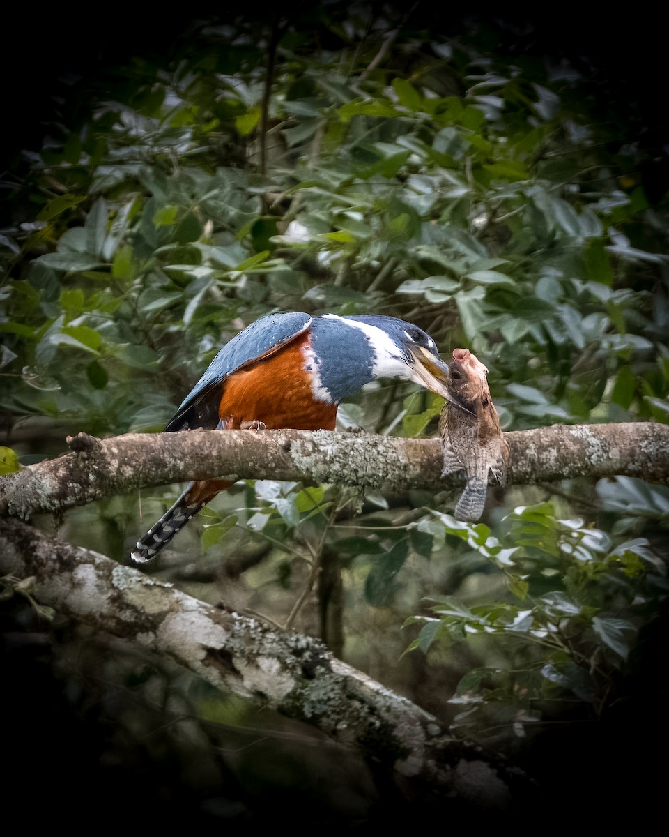 Ringed Kingfisher - Lupa Foto